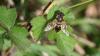 Eristalis tenax
